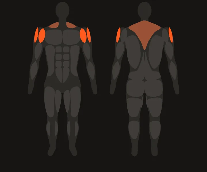 Muscle map: side delts, front delts