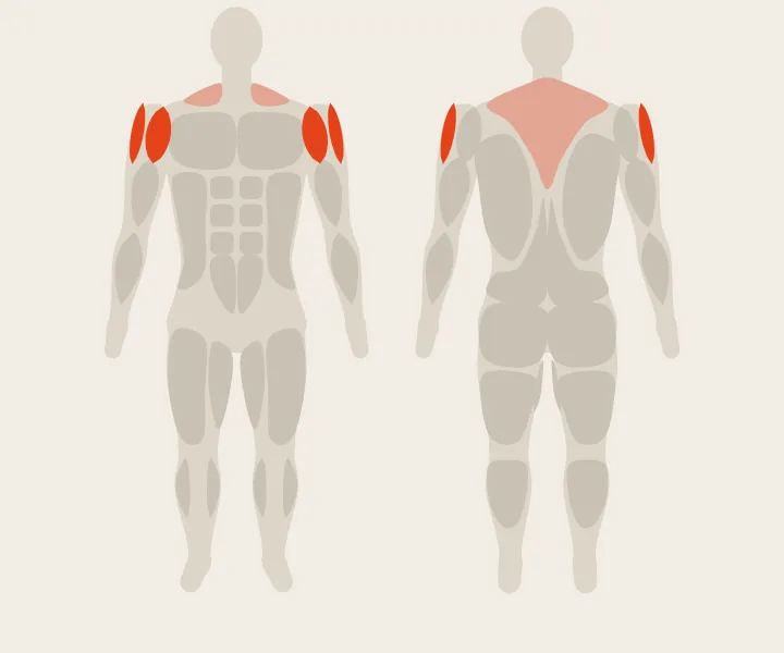 Muscle map: side delts, front delts