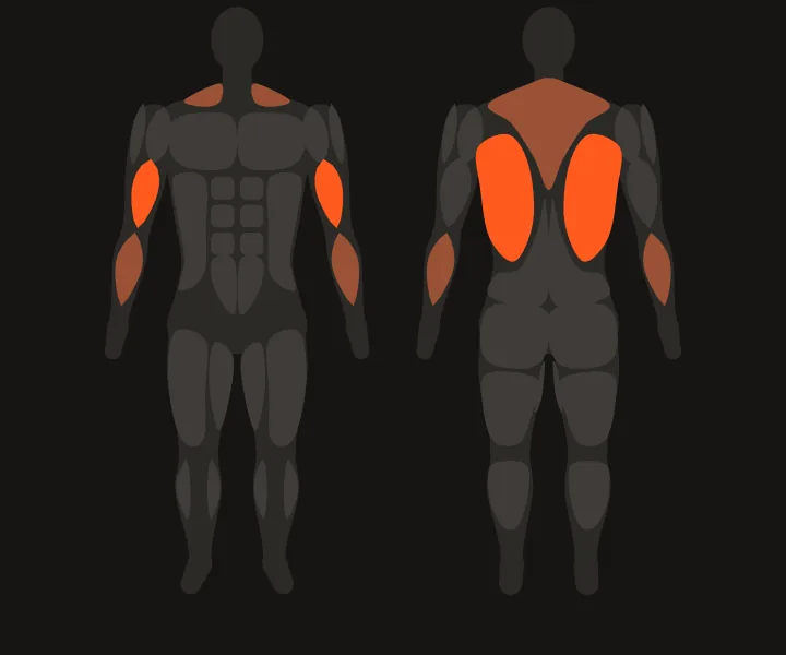 Mapa muscular: dorsais, bíceps