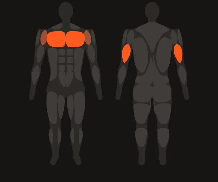 Carte musculaire : pectoraux, triceps