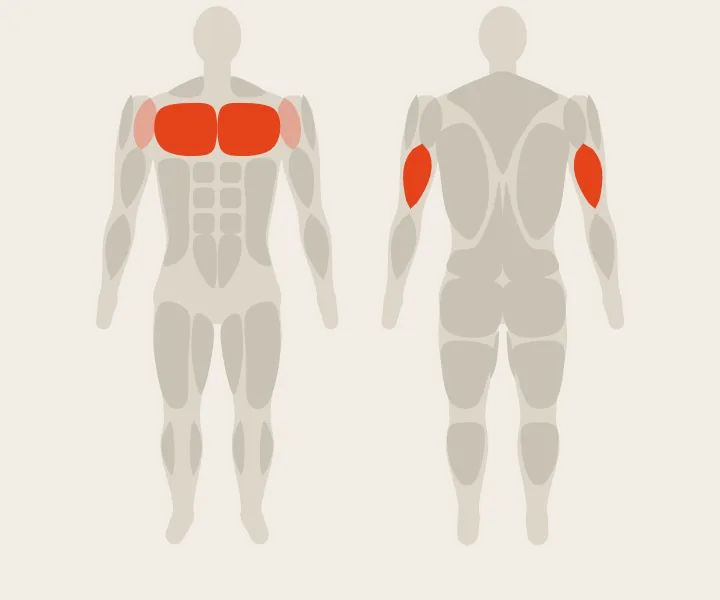Carte musculaire : pectoraux, triceps