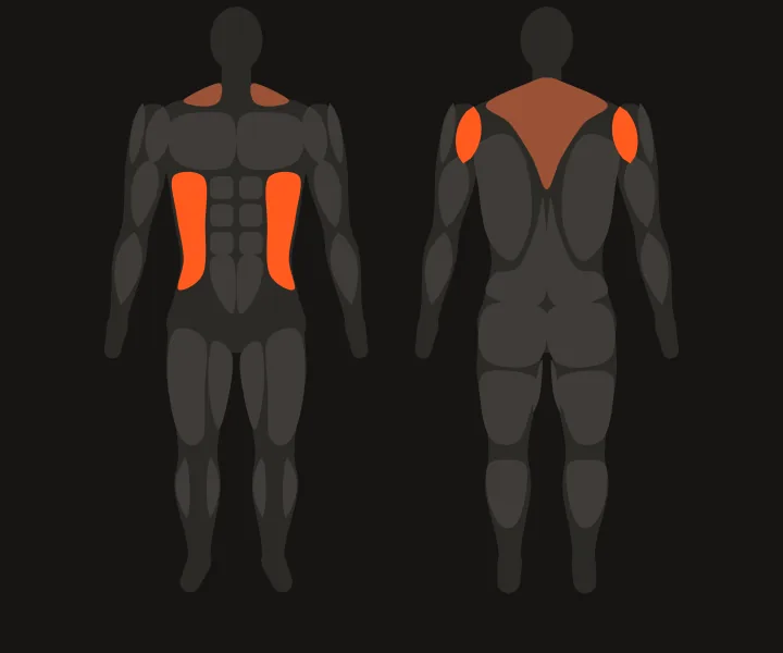 Muscle map: rear delts, obliques
