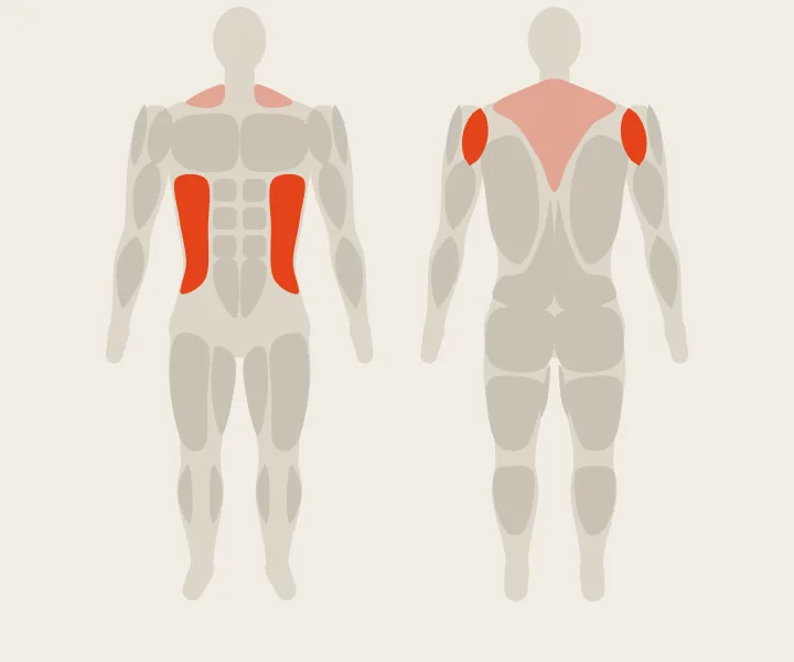 Muscle map: rear delts, obliques
