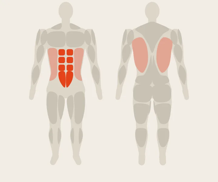 Muscle map: abs