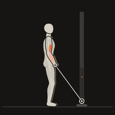 Animation: Cable Bar Curl