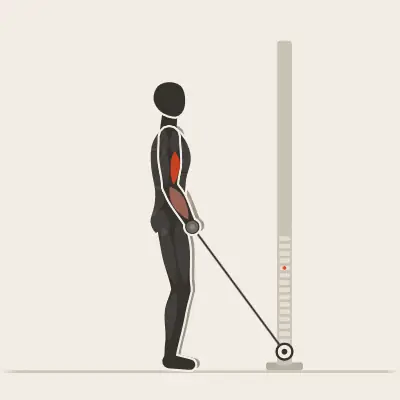 Animation: Cable Bar Curl