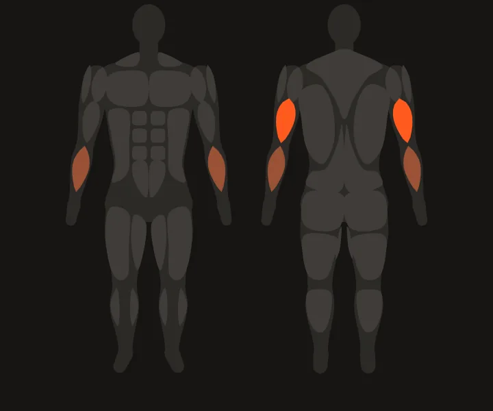 Muscle map: triceps
