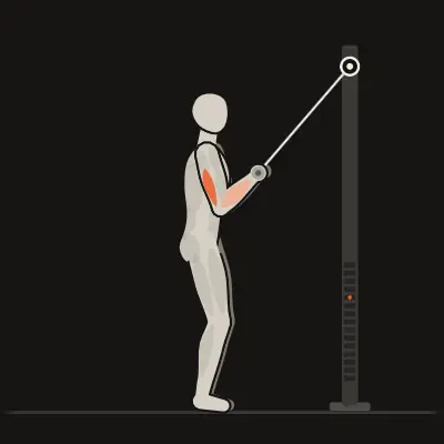 Animation: Bar Triceps Pushdown
