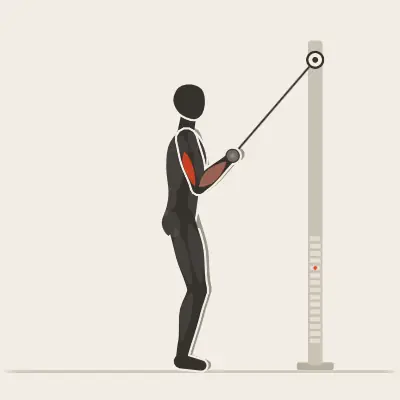 Animation: Bar Triceps Pushdown