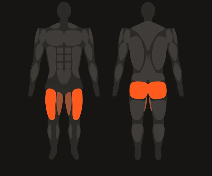 Carte musculaire : quadriceps, fessiers