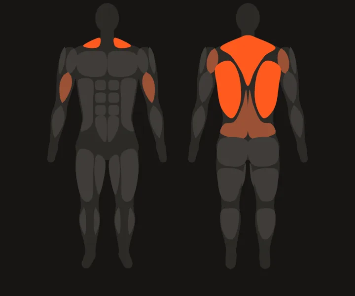 Muscle map: lats, upper back