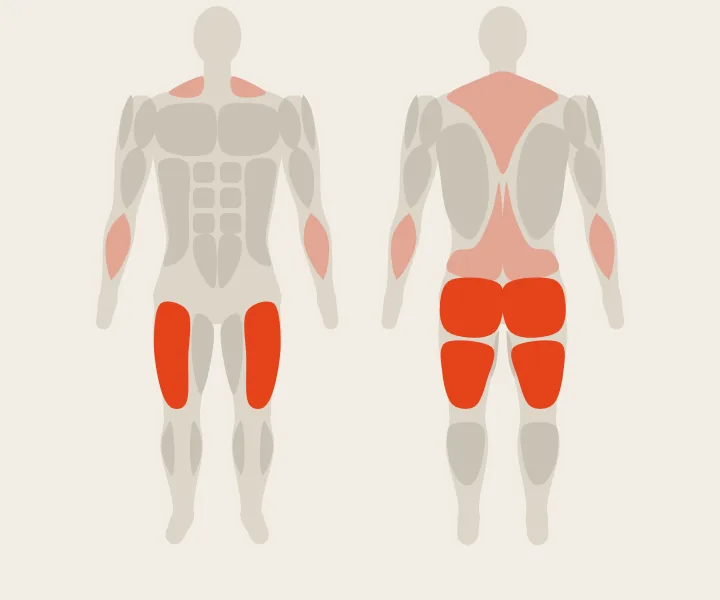 Muscle map: glutes, hamstrings, quads