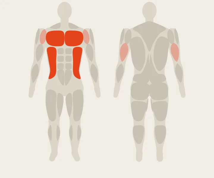 Muscle map: chest, obliques