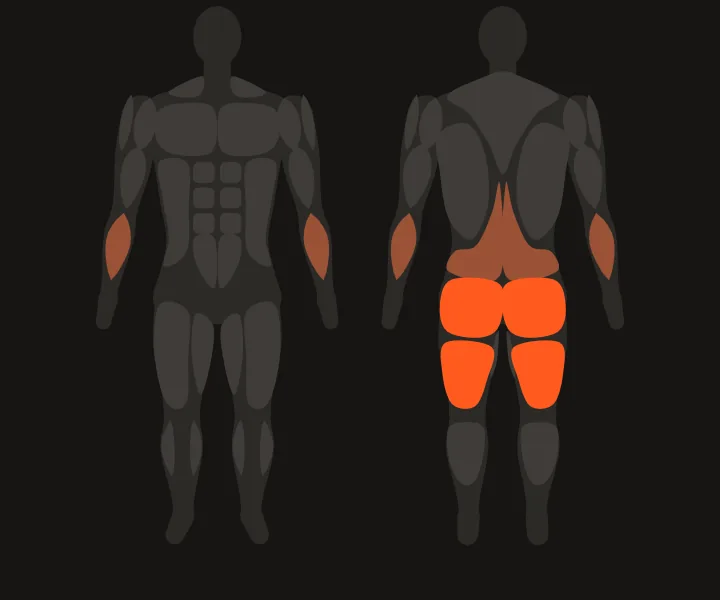 Mapa muscular: posteriores de coxa, glúteos