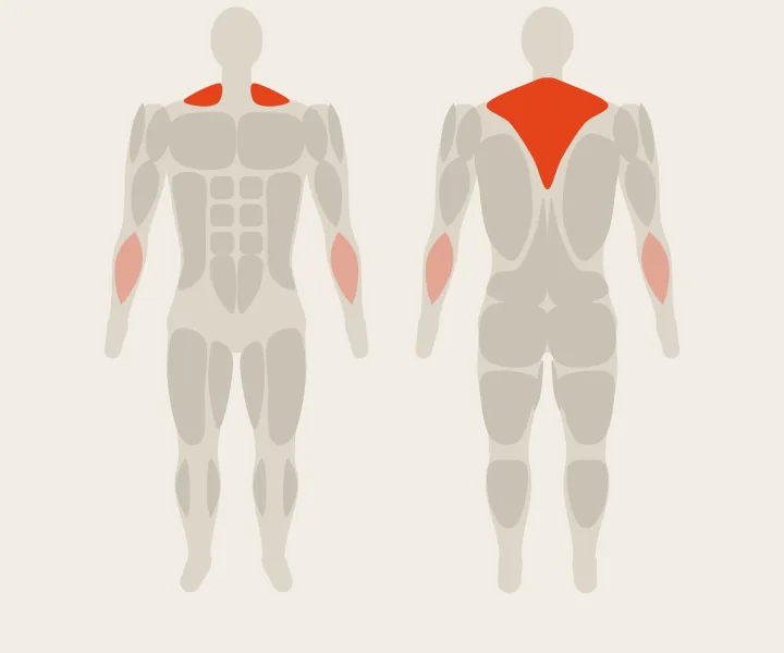 Muscle map: upper back