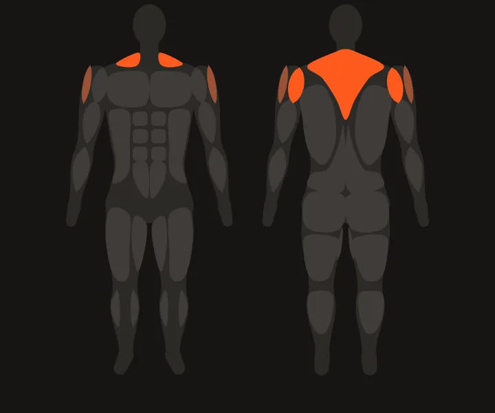 Muscle map: upper back, rear delts