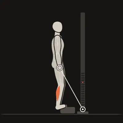 Animation: Cable Calf Raise