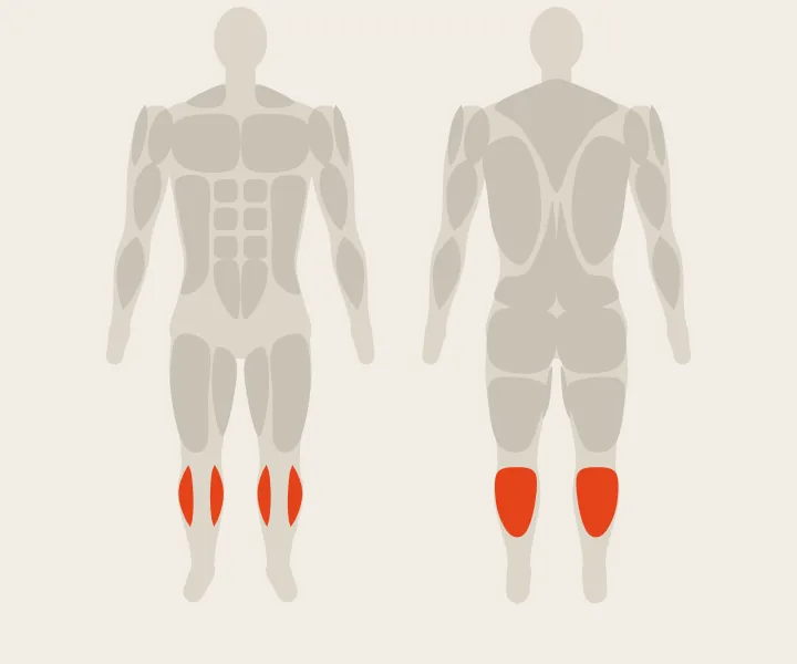 Muscle map: calves