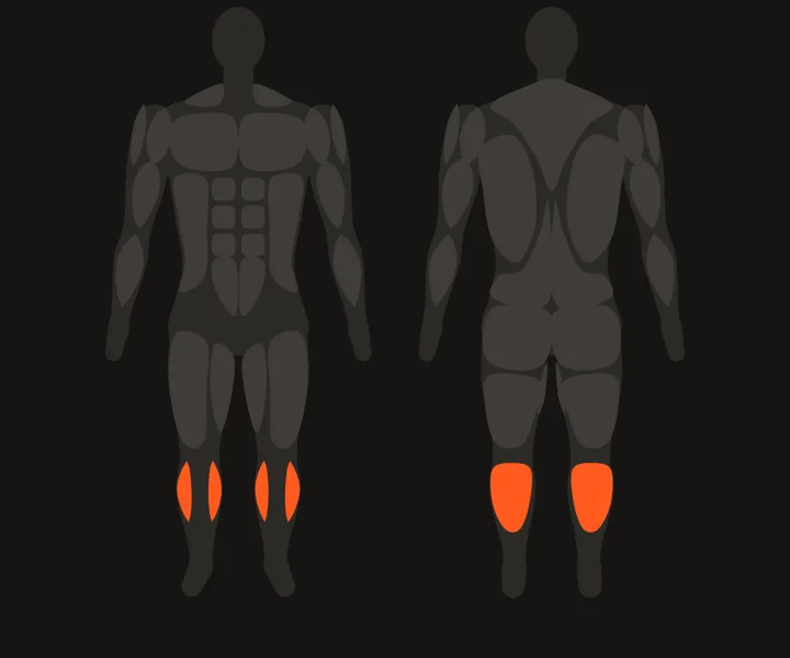 Muscle map: calves