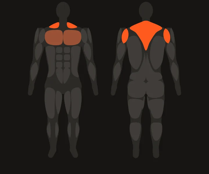 Muscle map: rear delts, upper back