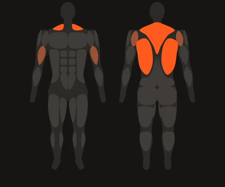 Muscle map: upper back, lats