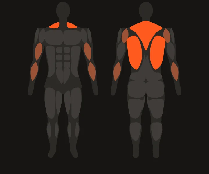 Muscle map: lats, upper back