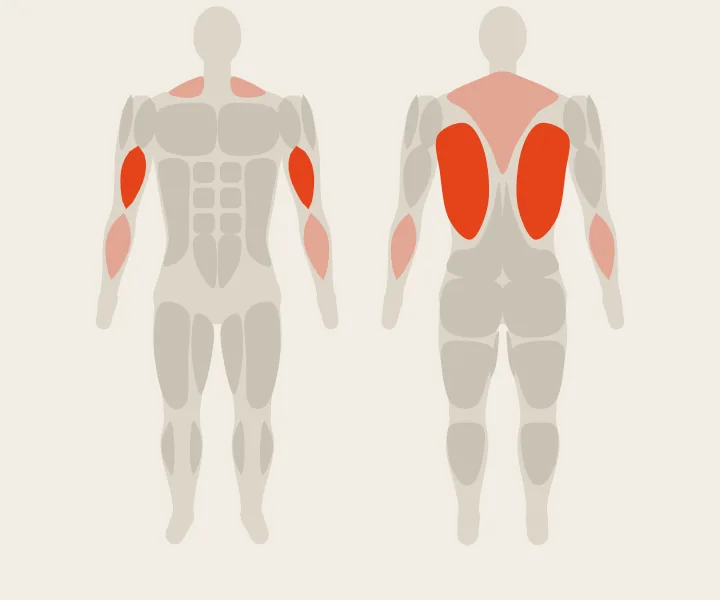 Carte musculaire : dorsaux, biceps