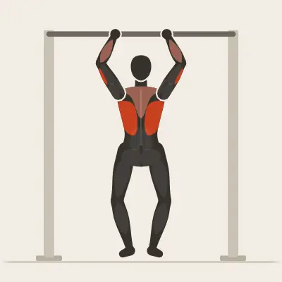 Animation : Traction supination