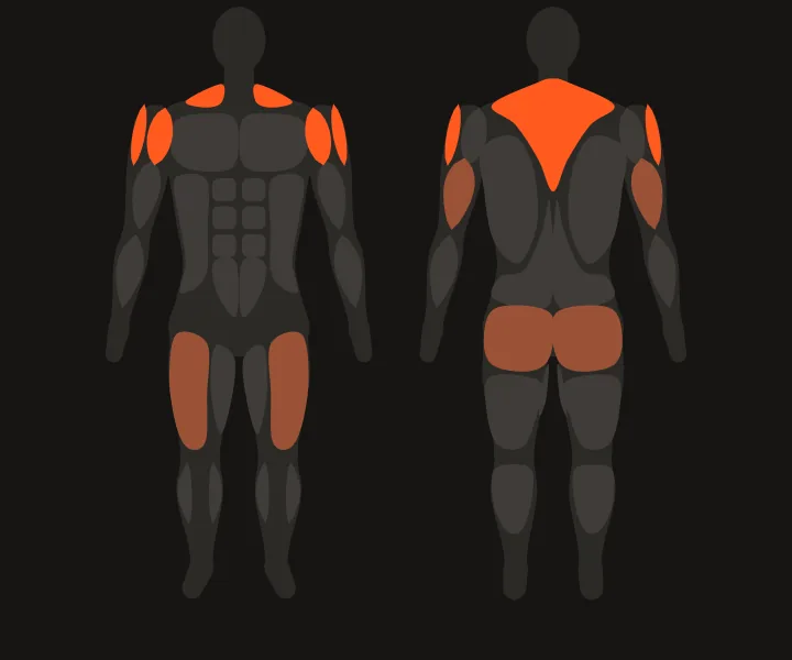 Muscle map: front delts, side delts, upper back