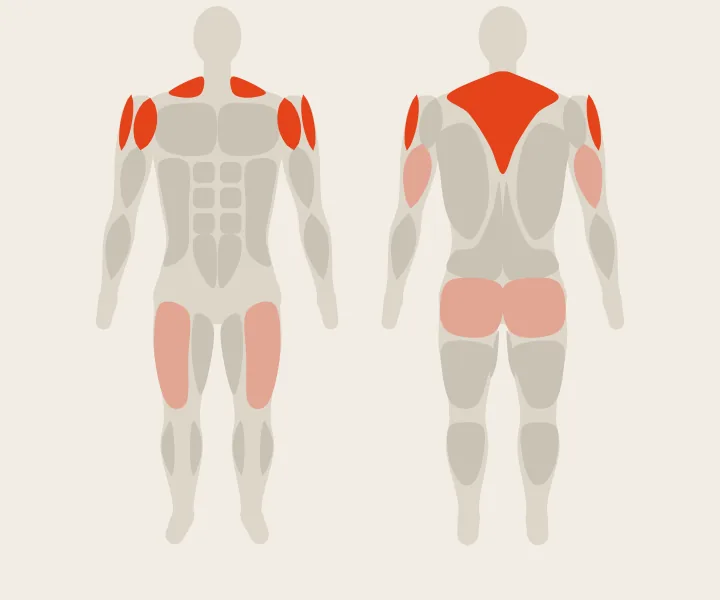 Muscle map: front delts, side delts, upper back