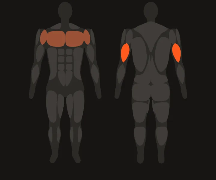Muscle map: triceps