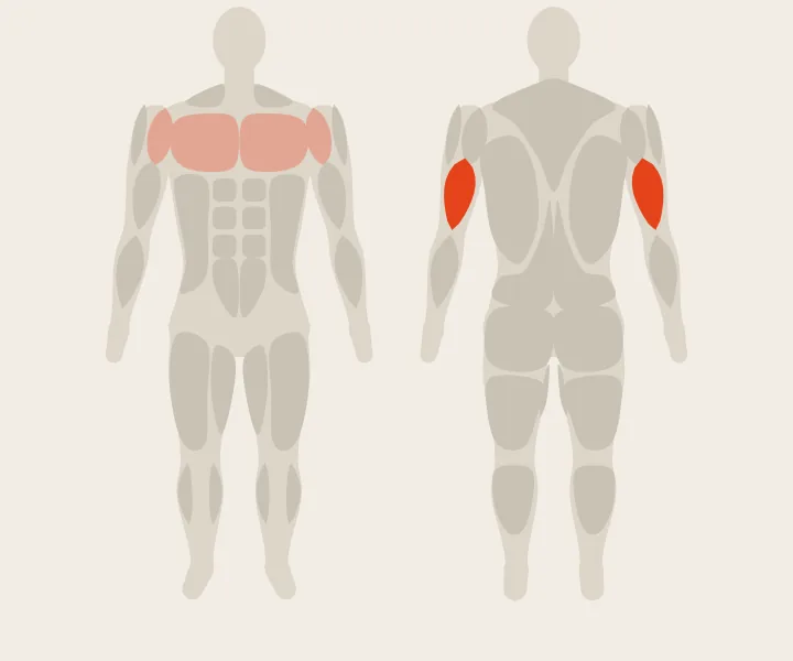 Muscle map: triceps