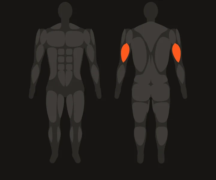 Mapa muscular: tríceps