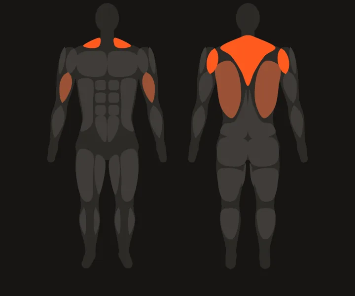 Carte musculaire : haut du dos, deltoïdes postérieurs