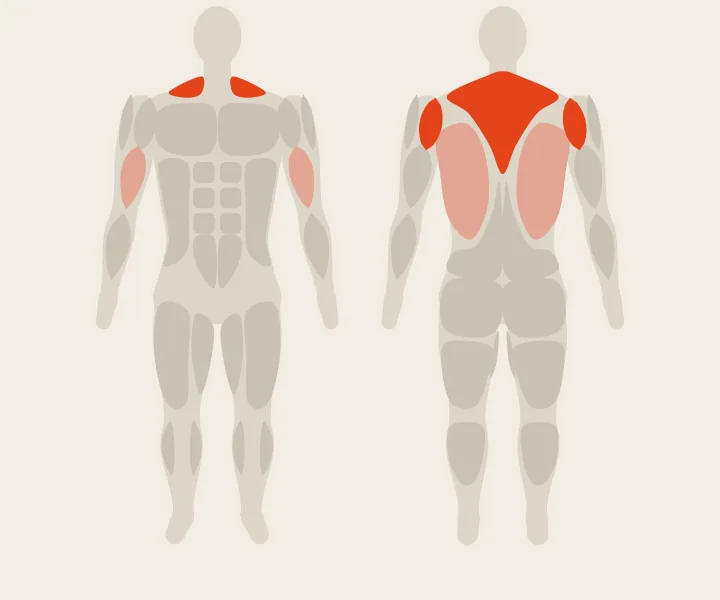 Carte musculaire : haut du dos, deltoïdes postérieurs