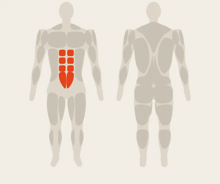 Muscle map: abs