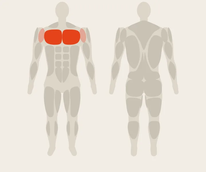 Muscle map: chest