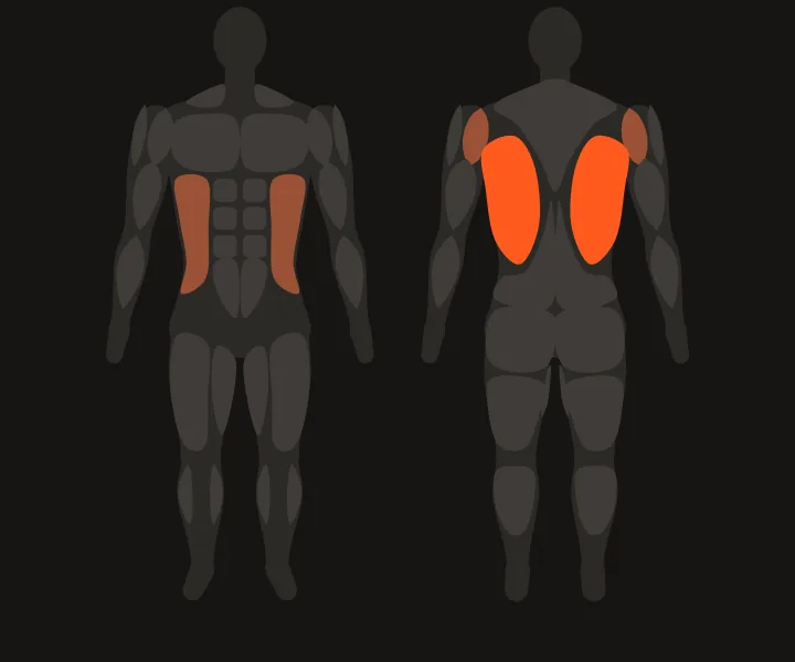Muscle map: lats