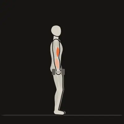 Animation : Curl haltères