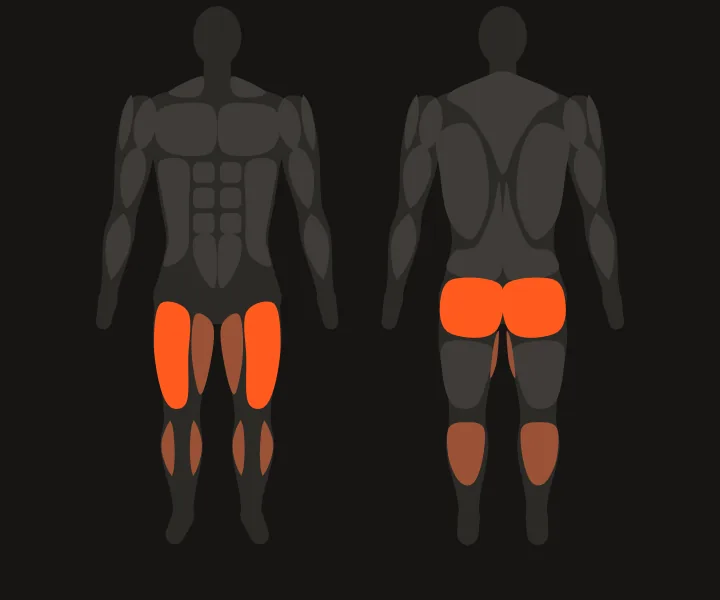 Carte musculaire : quadriceps, fessiers