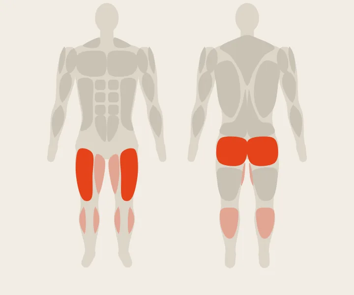 Carte musculaire : quadriceps, fessiers