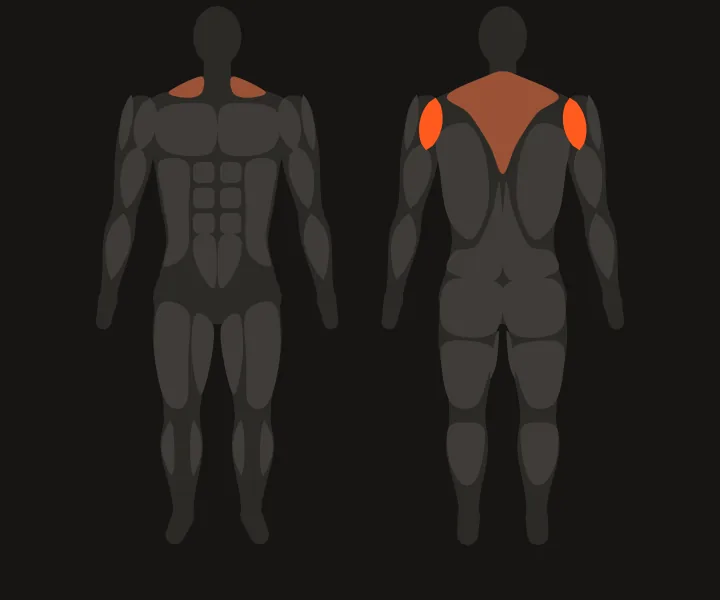 Muscle map: rear delts