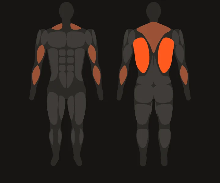 Muscle map: lats