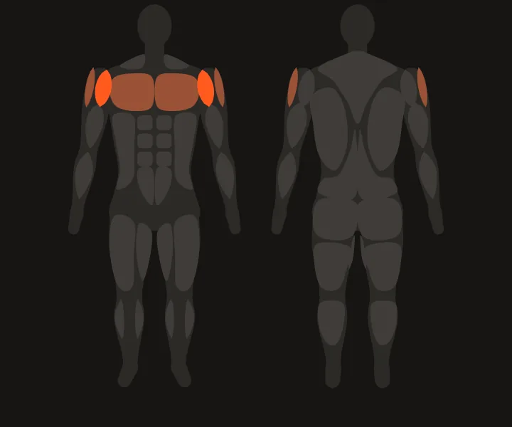 Muscle map: front delts