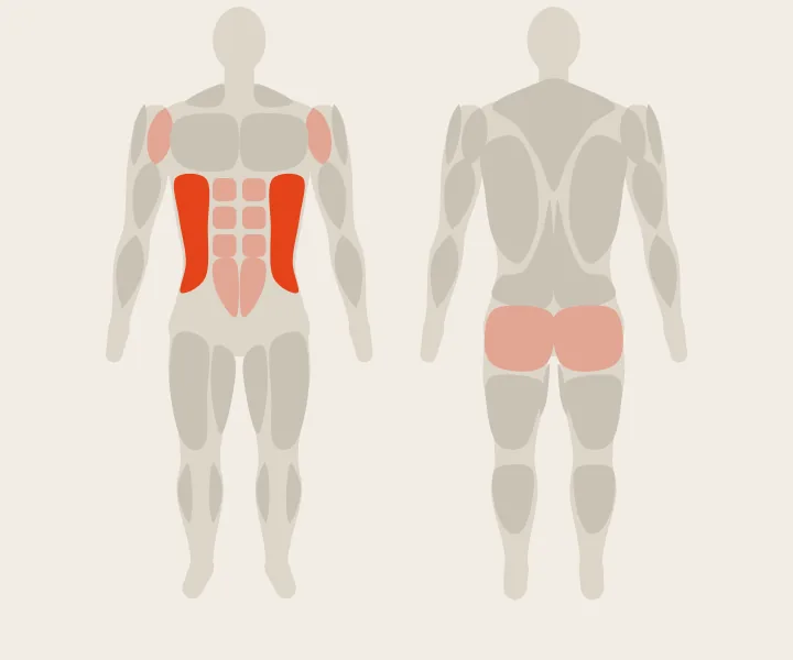 Muscle map: obliques