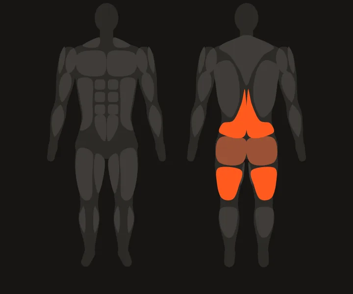 Muscle map: hamstrings, lower back