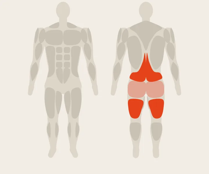 Muscle map: hamstrings, lower back