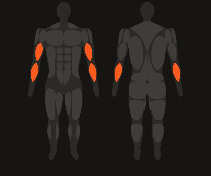Carte musculaire : biceps, avant-bras