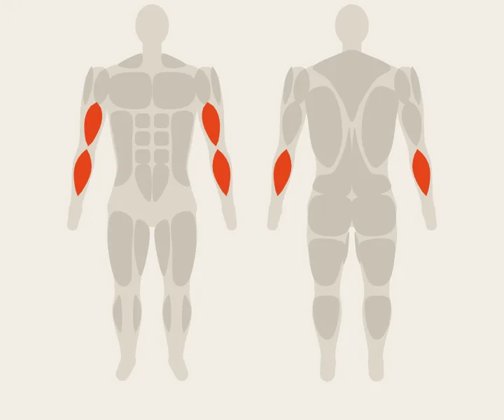 Mapa muscular: bíceps, antebrazos
