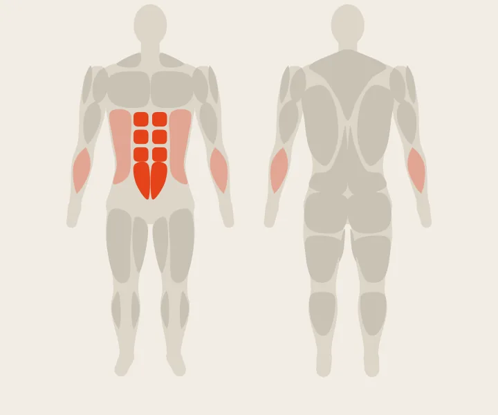 Muscle map: abs
